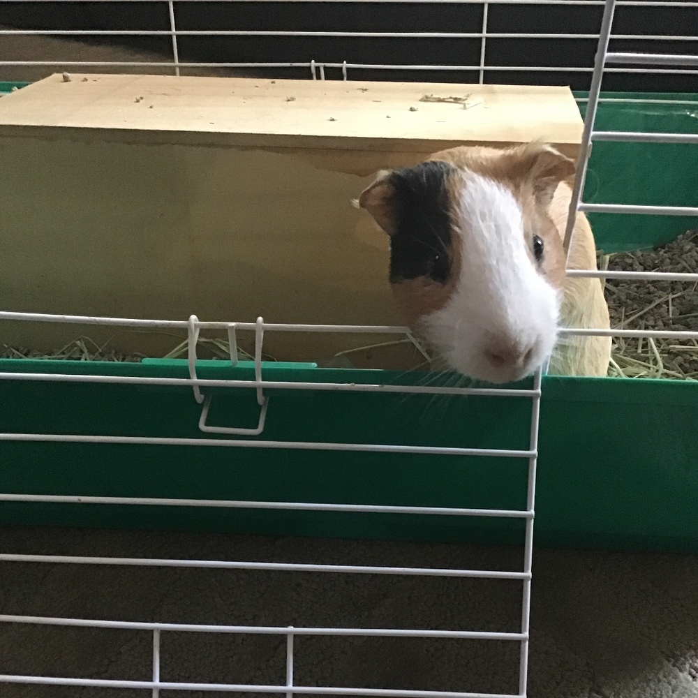 Meet your Posher, Penelope
